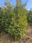 Tuja Brabant 250 , 220 cm SADZIMY (dostawa GRATIS cały kraj)