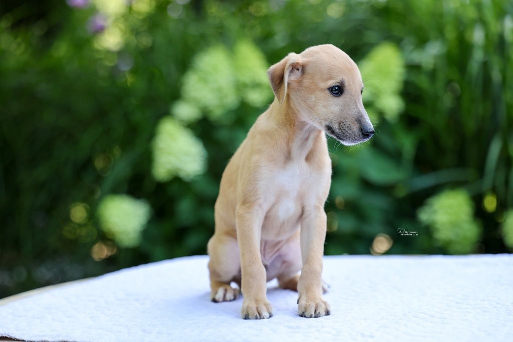 Whippet - chart angielski