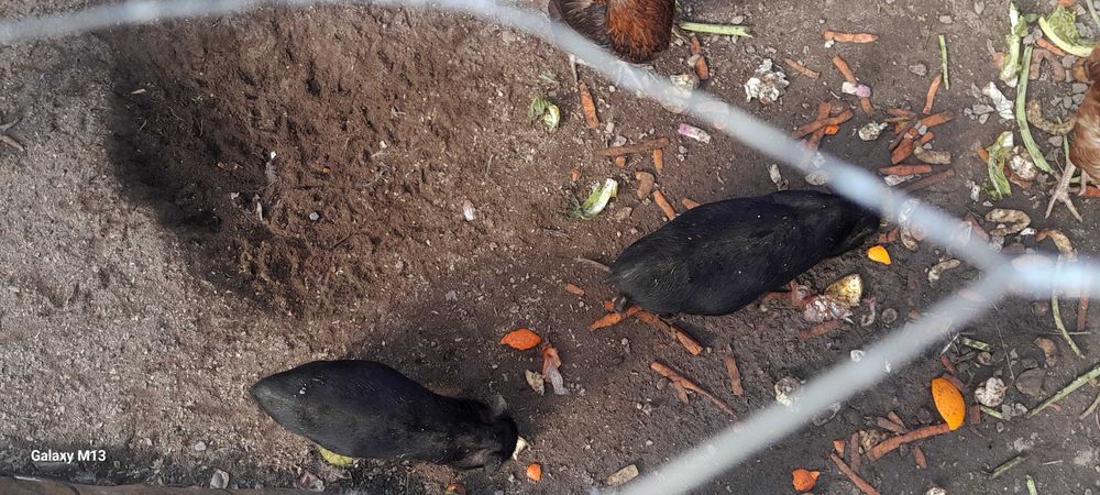 Vendo casal de porcos anoes