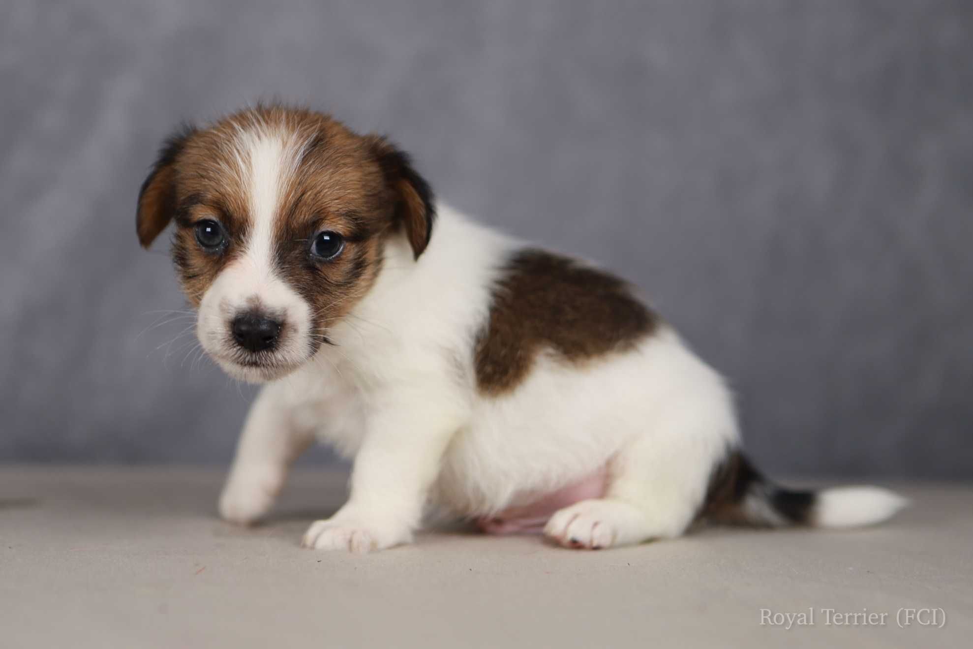 piesek Jack Russell terrier ZKWP/FCI szorstkowłosy