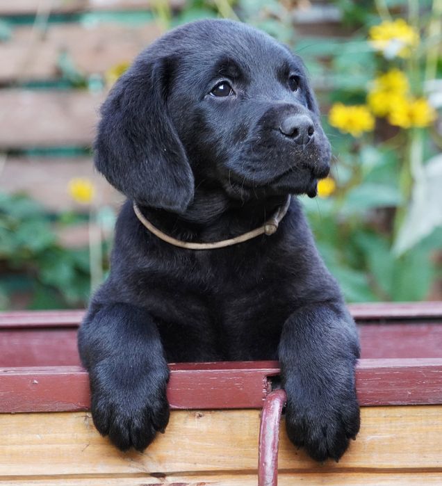 Labrador retriever-   czarny  piesek   ZKwP/FCI - gotowy do odbior