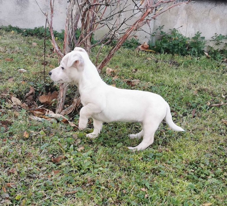 Wspaniała sunia rasy JACK  RUSSELL TERRIER  !!