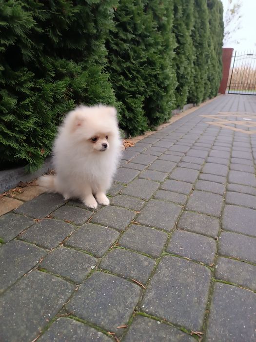 Szczeniak Szpic Pomeranian miniaturowych (chłopak)