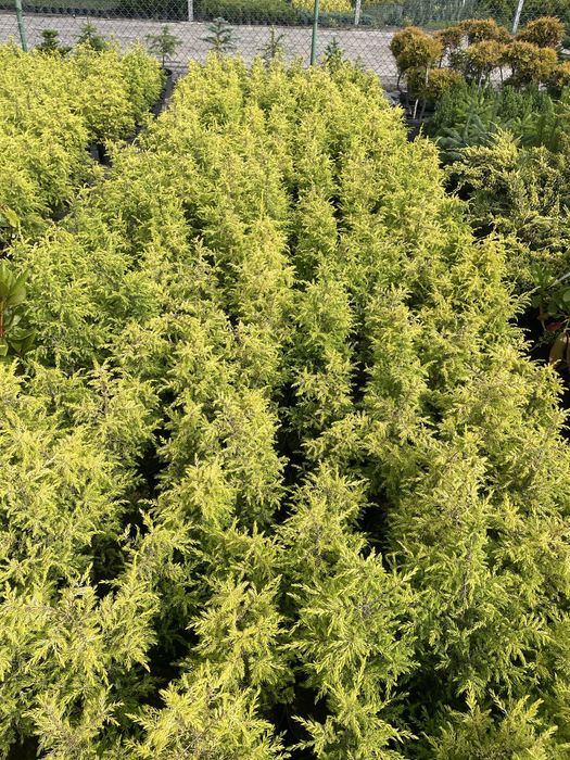 Jalowiec kolumnowy Gold Cone 40 -50 cm