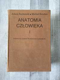 Anatomia człowieka 1 Bochenek|Reicher