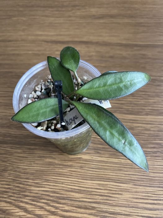 hoya rosita | hoja (4)
