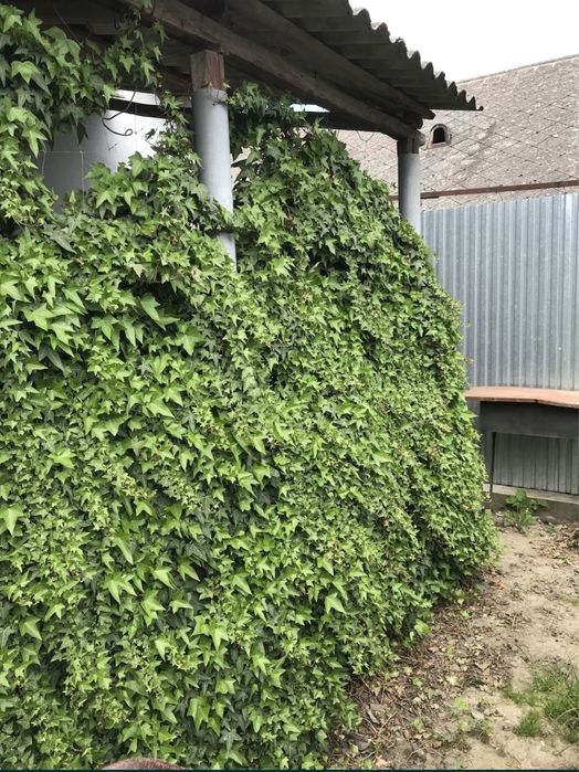 Плющ вечнозеленый