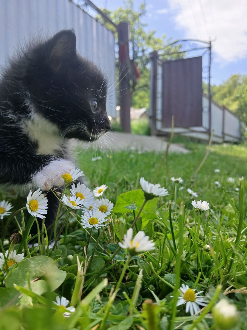 Відам котят у добрі руки