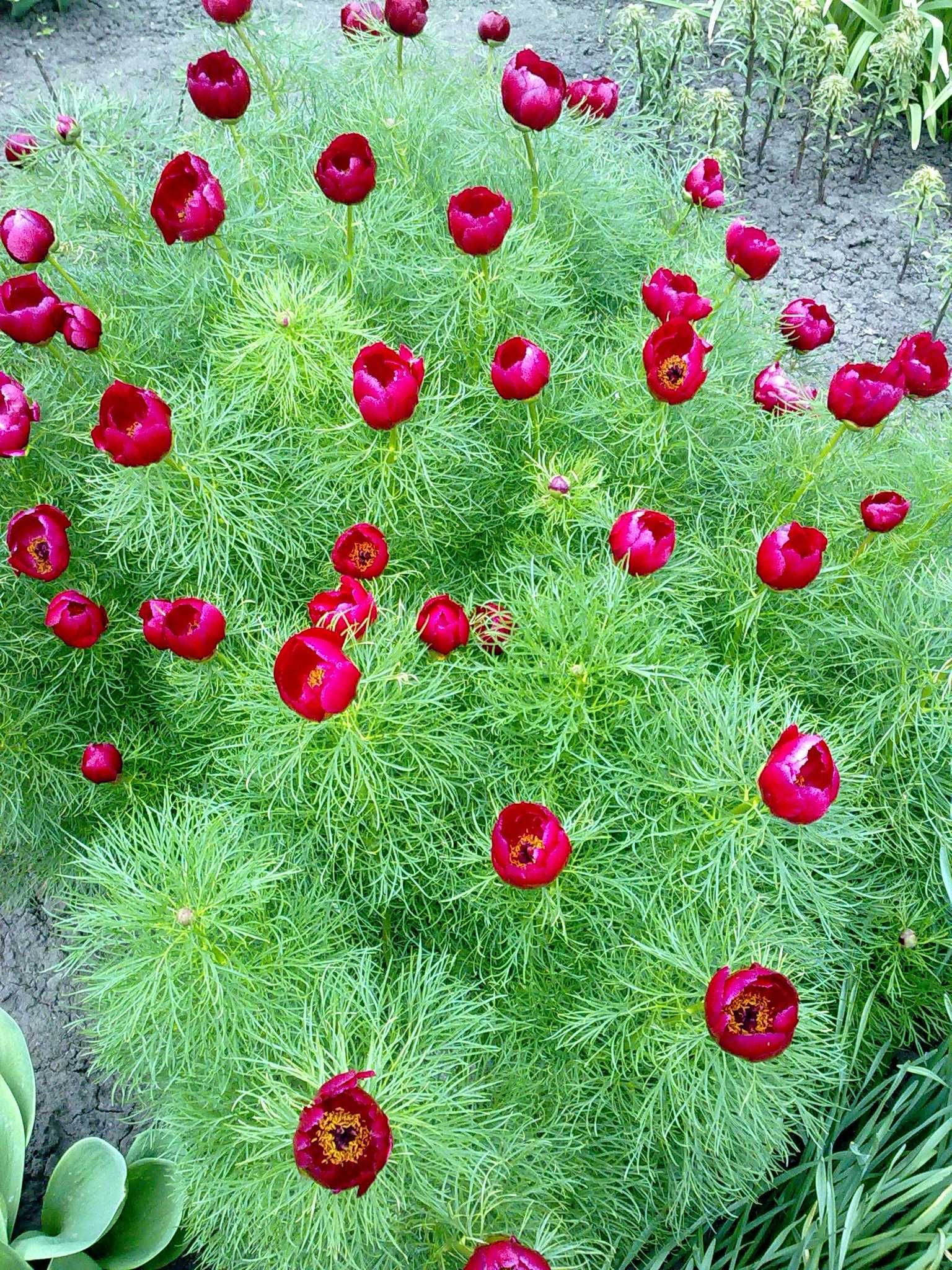 Семена пиона тонколистного (P. tenuifolia).