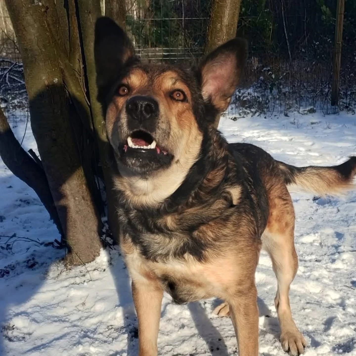 Młody Diego, mix husky szuka domku na zawsze