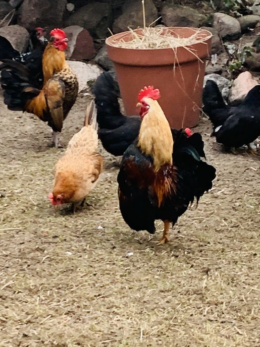 Serama kogutki kurki drob ozdobny