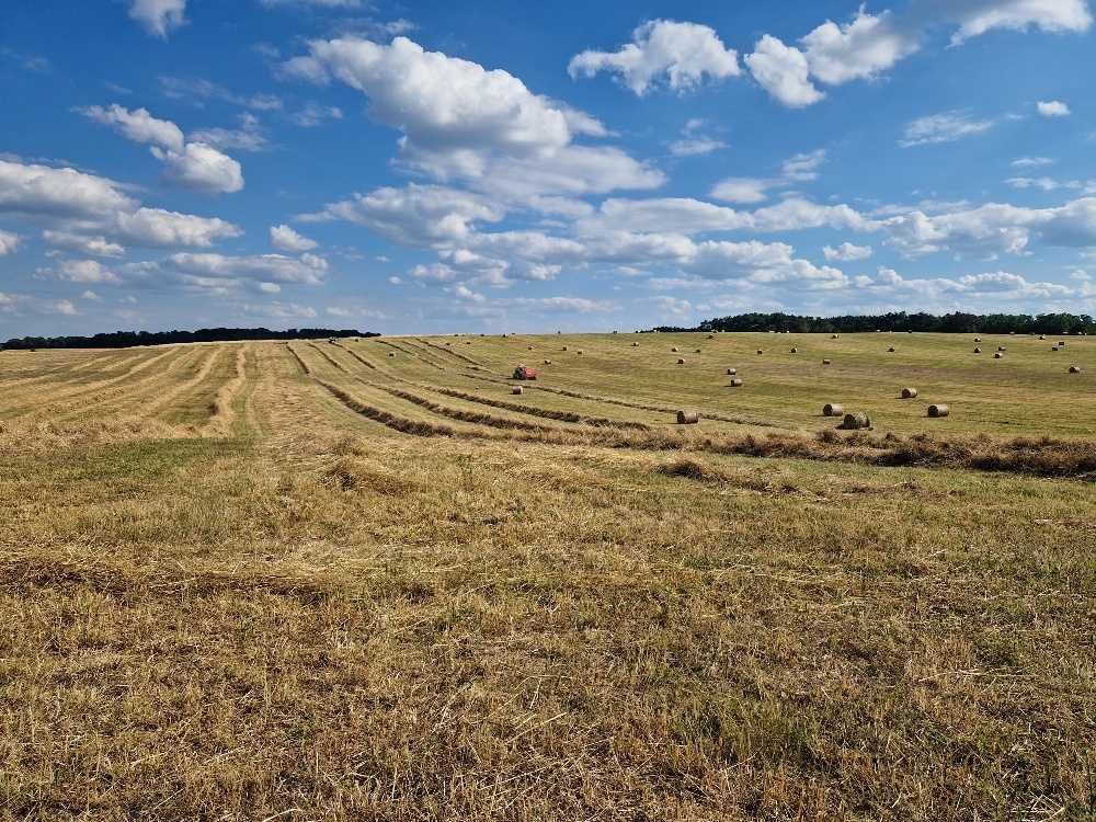 Siano dla Koni i bydła pierwszy pokos 2025