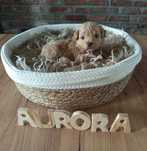 Maltipoo F1 Aurora zarezerwowana