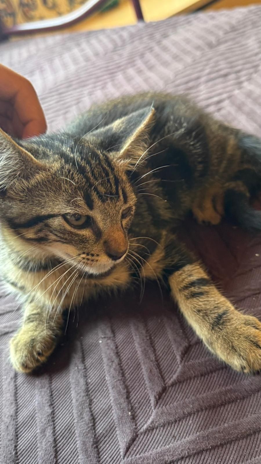Estou doando 3 gatos