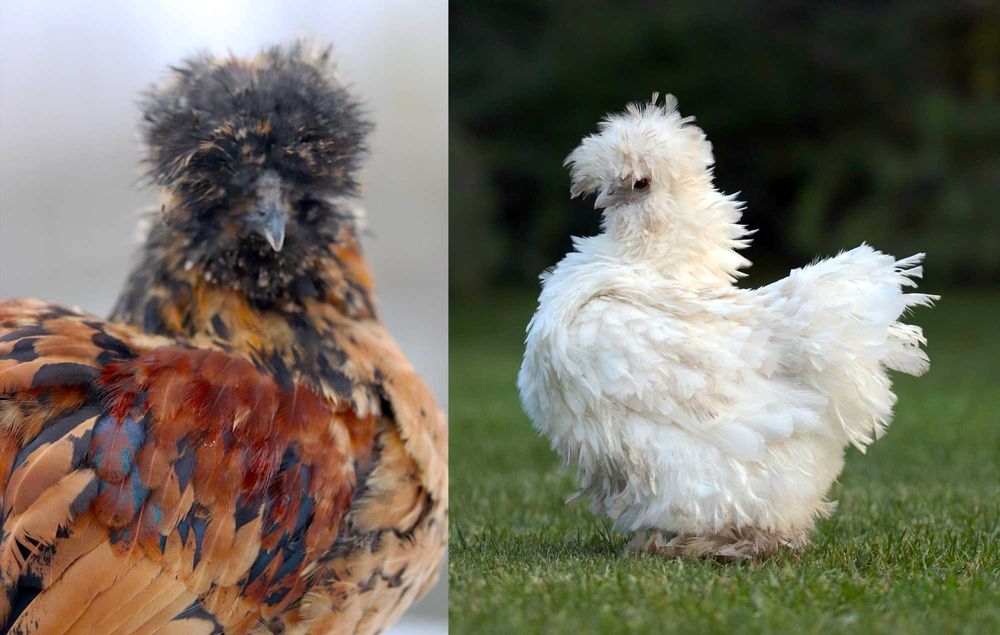 Parka silek satynowych (kura + kogut), silki USA, para kur ozdobnych