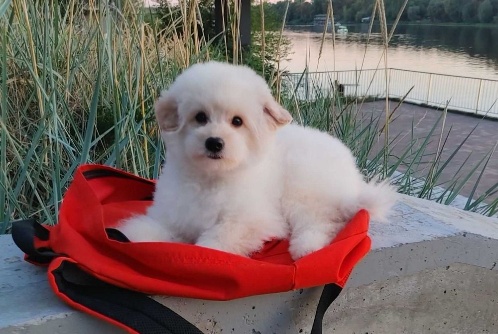 Сладкий и милый щенок шпиц*пу после вакцинации