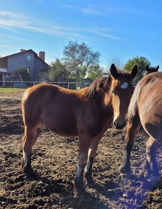 Konie zimnokrwiste, źrebaki, klaczki, ogierki, odsadki