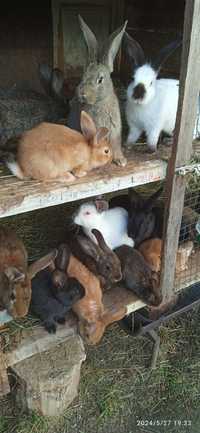 Кролики зайці зайці