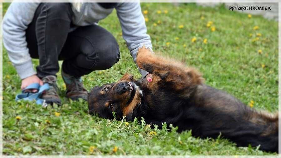 Frodo- tolerancyjny przystojniak. Pies do adopcji