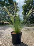 Trawa ozdobna - Stipa 'Pony Tails'