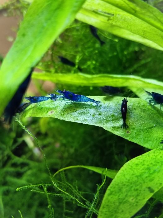 Krewetki Blue Velvet