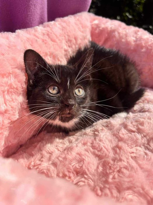Sylwina do adopcji.