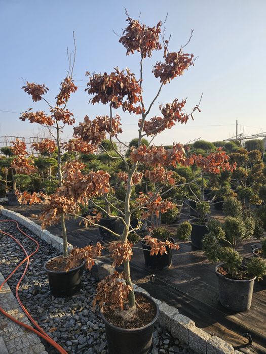 Tuje  formowane. Bonsai. Spirale. Kulki ,