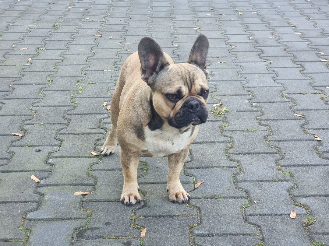 Buldog francuski