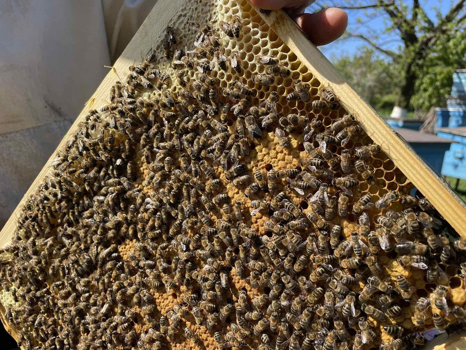 Пчелопакеты, пчелосемьи, сушь