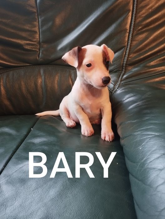 Jack Russell terrier . Piesek. Bary