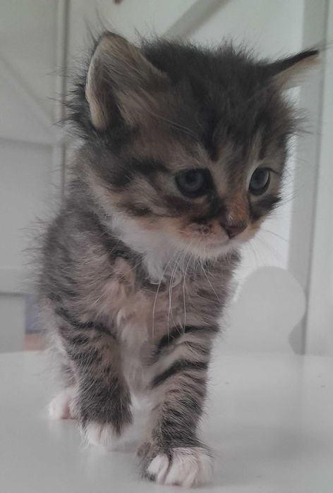 Кошенята в добрі руки