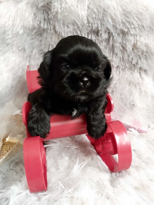 Ostatnia przepiękna suczka rasy Shih-Tzu