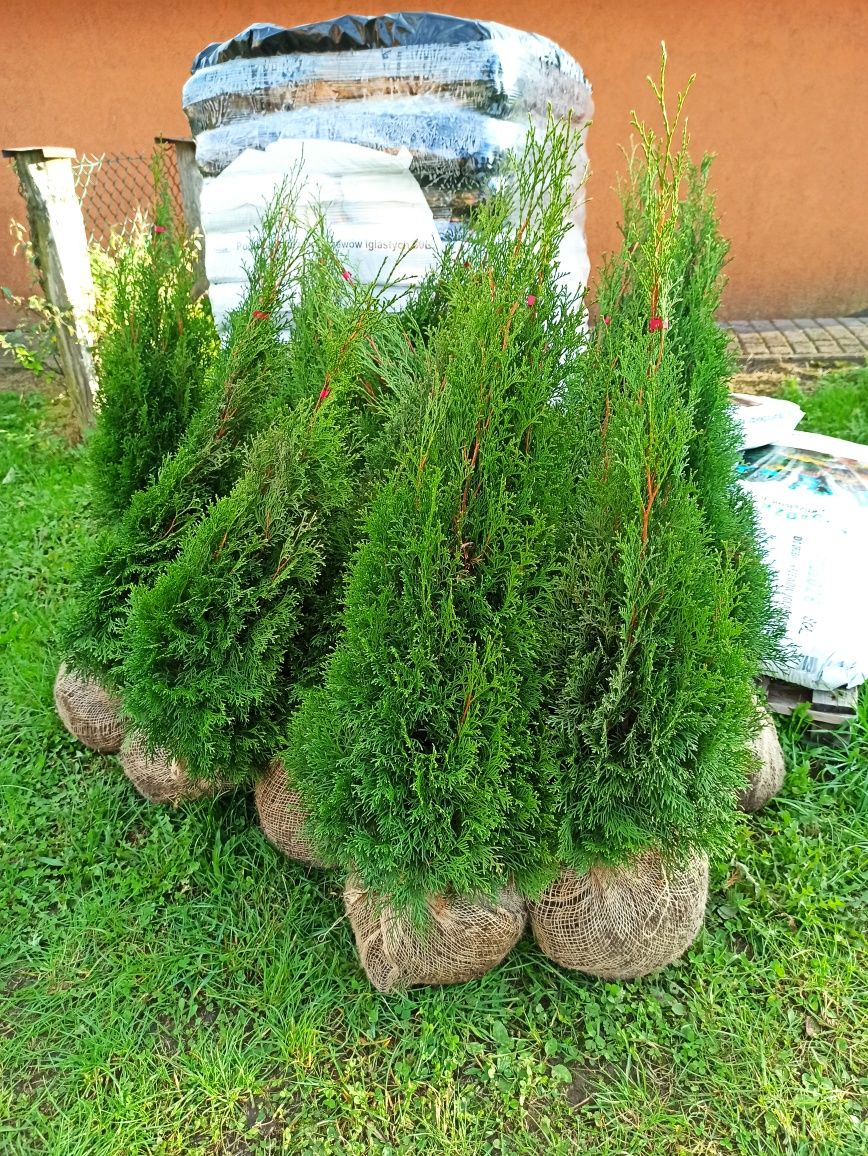 Tuja Thuja Szmaragd 90cm w doniczce! Ceny hurtowe! Promocja 2021!