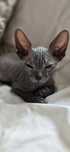 WCF DON Sphynx kotek