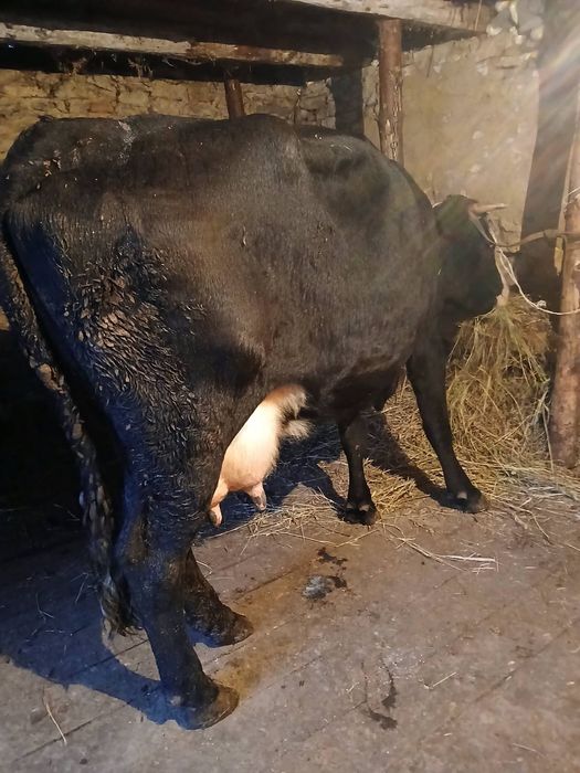 Продається корова