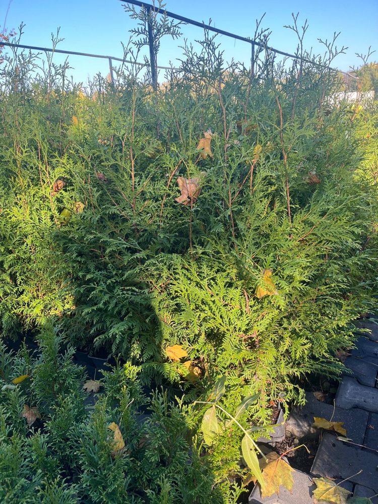 Tuja Thuja Brabant 80-90 cm