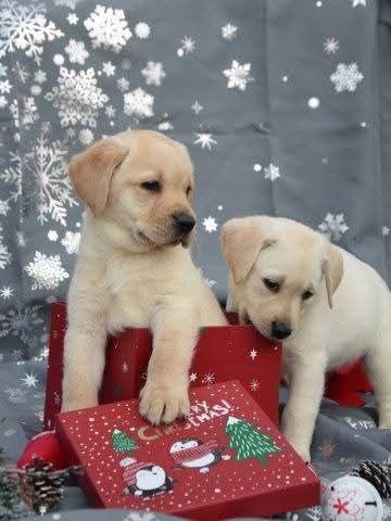 Labrador retriever suczka