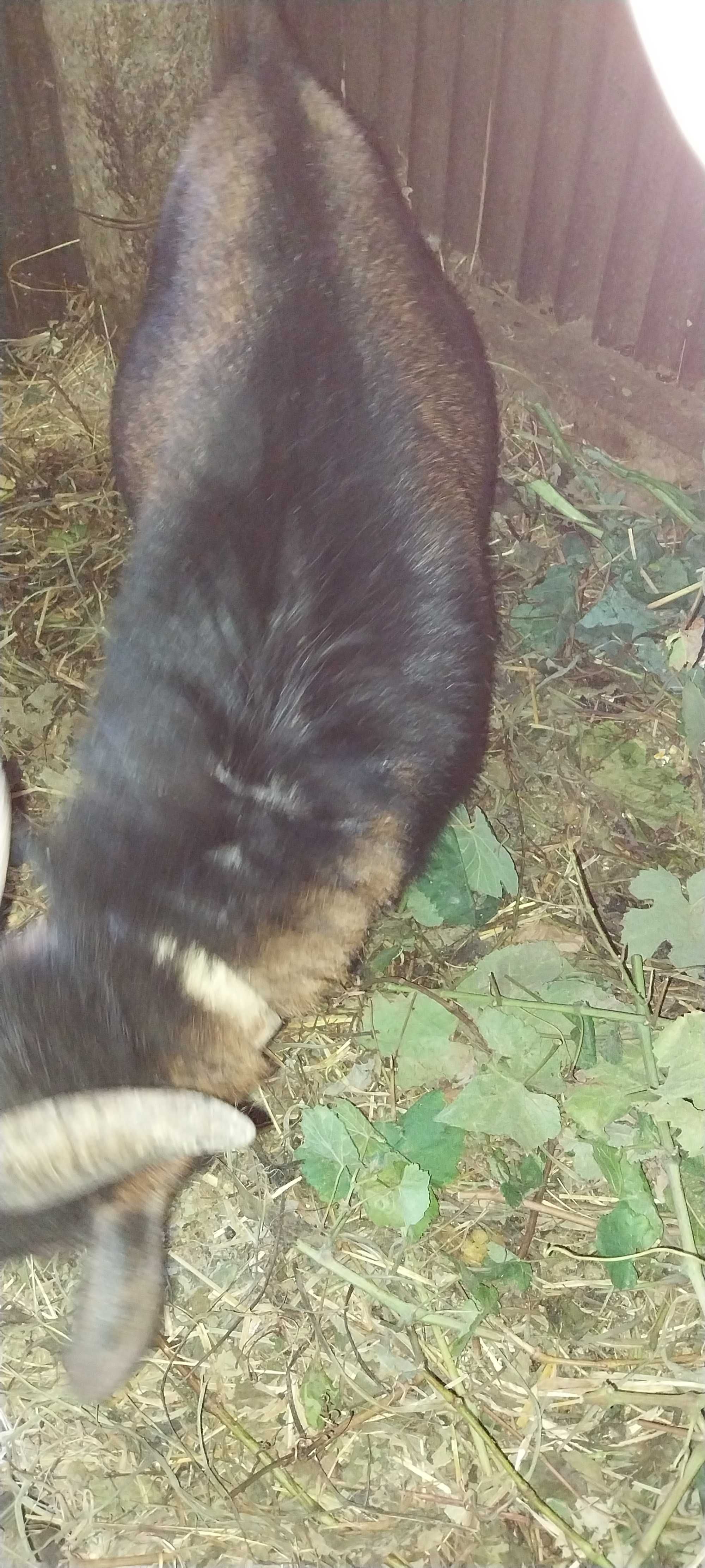Troco ou vendo Cabrito anão  com 1 ano e meio