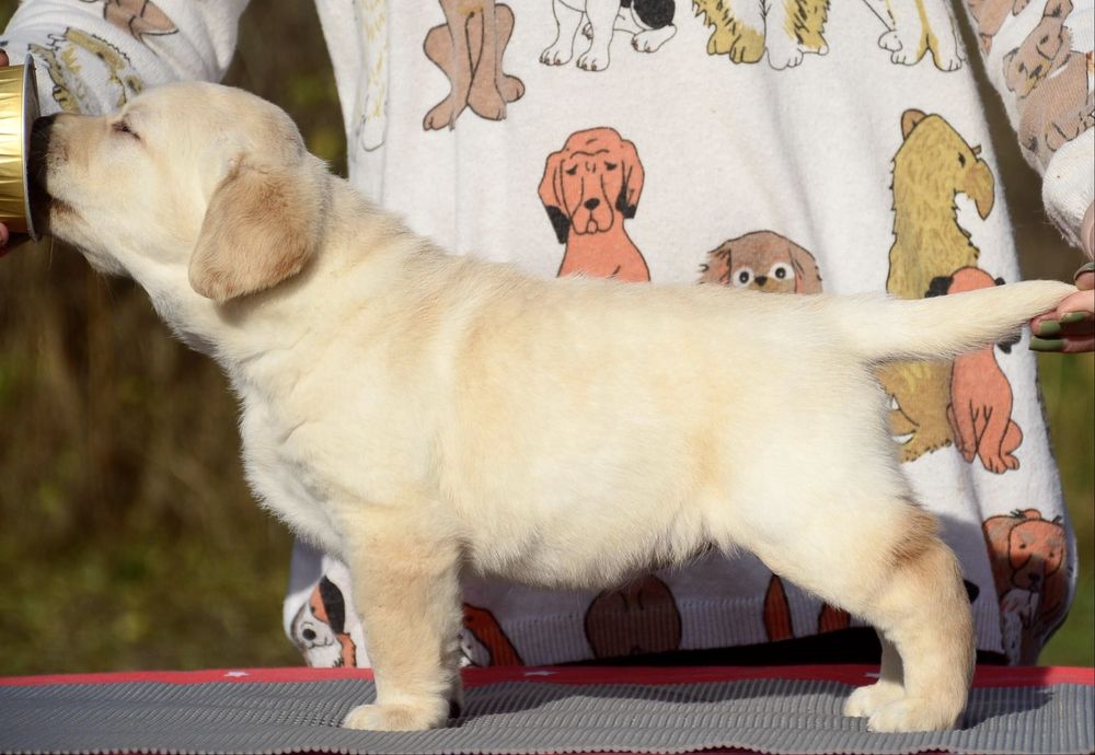 Щенки от выездной импортной вязки! Лабрадор ретривер