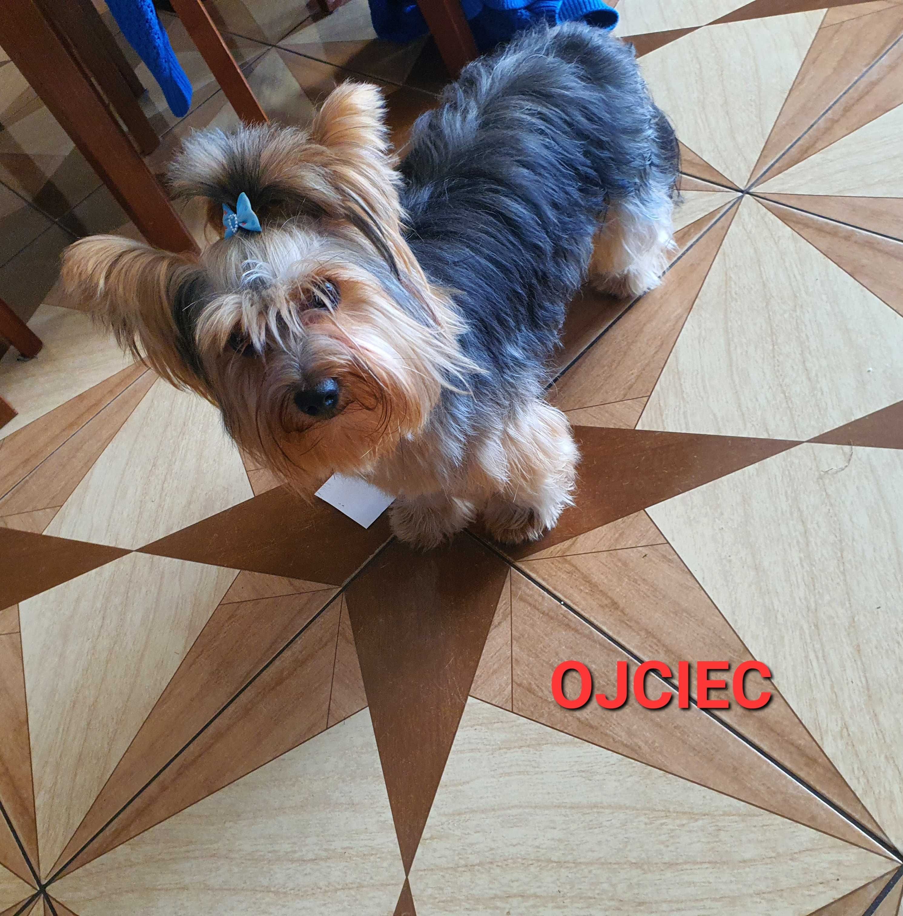 York pies Yorkshire Terrier stalowo złoty Reksio Zarezerwowany