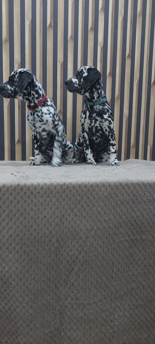 Dalmatyńczyk- suczka gotowa do odbioru