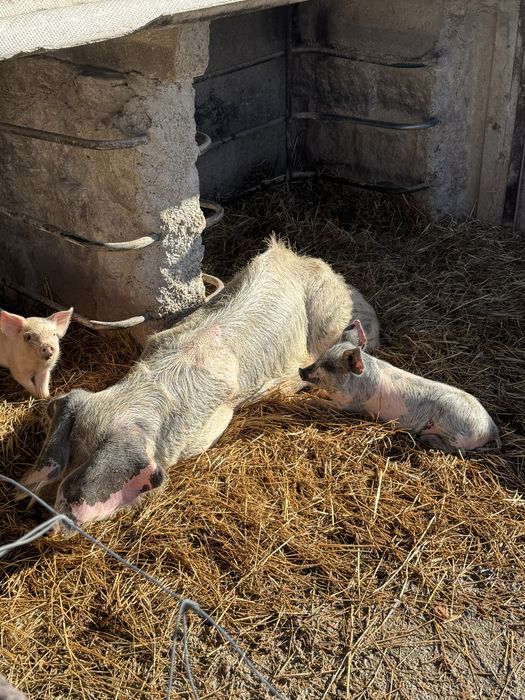 Leitao bisaro para venda