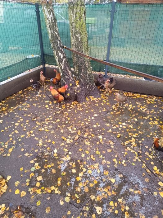 Koguty koguciki karzełka polskiego  liliputa polskiego