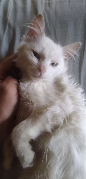 Отдам кошечку в семью