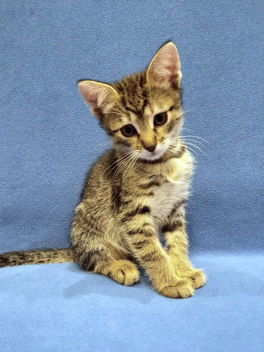Маленькая полосатая котёнок девочка табби ищет дом! Котята в хорошие р