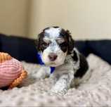 Piesek Lagotto Romagnolo (Jovanni) FCI