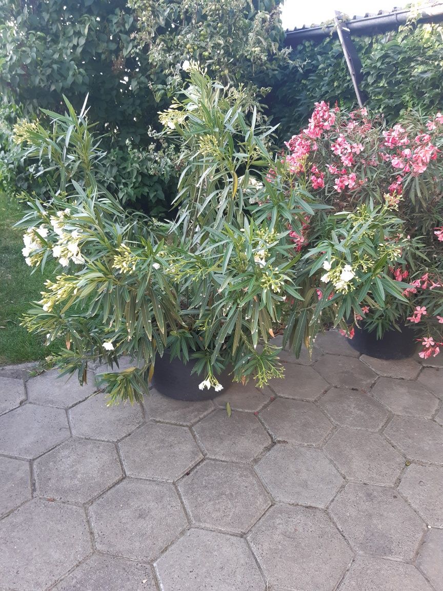 Oleander różowy  biały  żółty czerrony