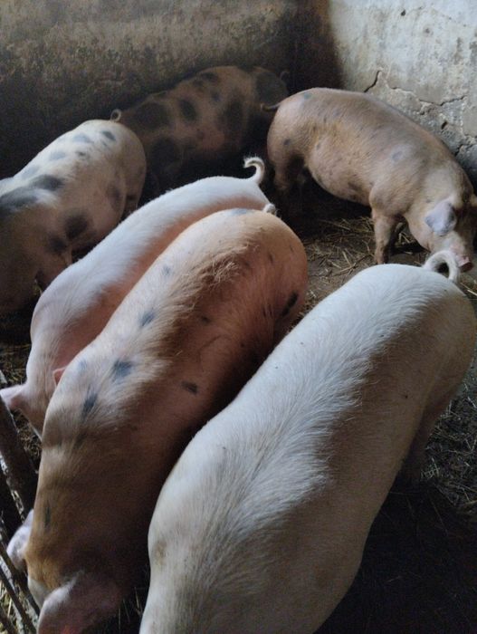 Продам свині живою вагою