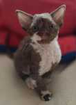 Devon Rex piękne kotka