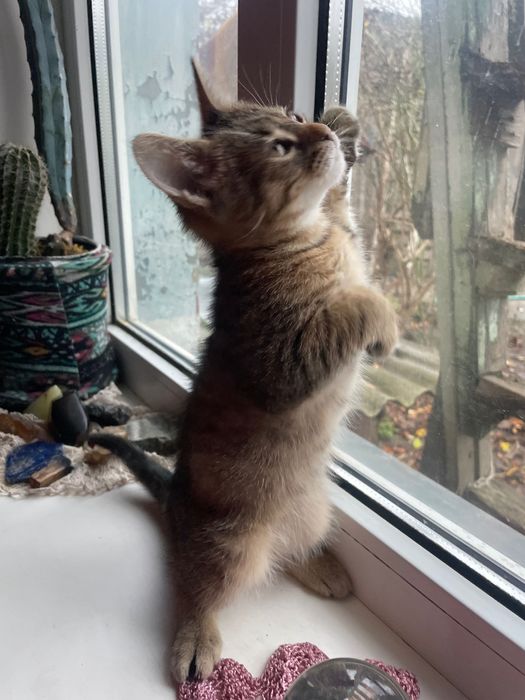 Кошенята таббі, 2 міс. Є метис черепахового кота